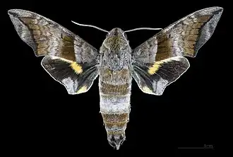 Male dorsal view