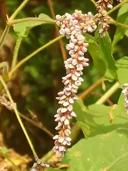 Inflorescence