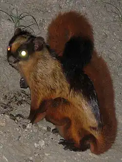 Brown squirrel
