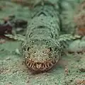 Close-up