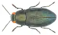 Phaenops formaneki, Czech Republic