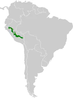 Range of Koepke's Hermit hummingbird (Phaethornis koepckeae)