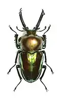 Male, another view (Musée d'Histoire Naturelle de Lille)