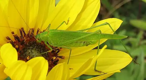 Phaneroptera falcata, (Phaneropterinae)