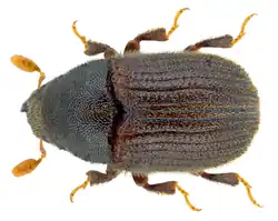 Example species