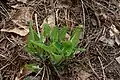 Single, basal rosette of Spring foliage