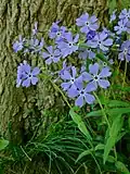A blue form of P. divaricata ssp. divaricata