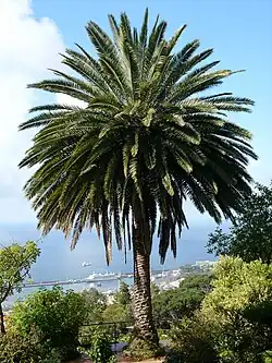 Canary Island date palm, Phoenix canariensis