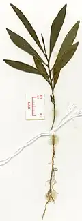 Seedling