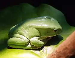 Bolivian Phyllomedusa