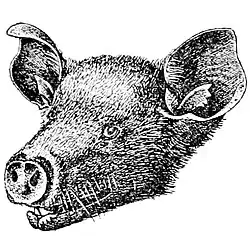 Drawing of bat head