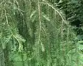 Foliage