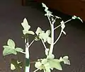In a container