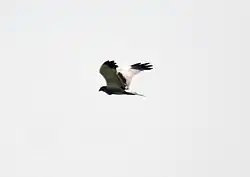 near Hodal in Faridabad District of Haryana, India.