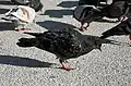 Specimen of a black-feathered feral pigeon