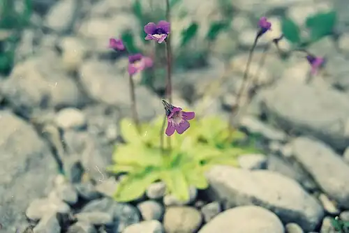 Pinguicula vulgaris L. (Grassette vulgaire; Common butterwort). Carnivorous plant, Mc Donald River[28][29] bank