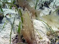 Pinna carnea