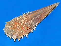 Pinna rudis