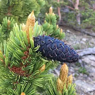 Immature seed cone