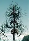 Cones