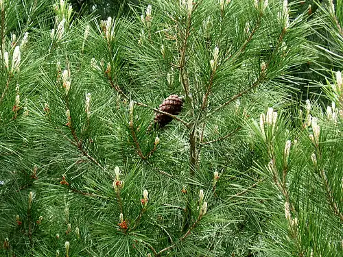 Foliage