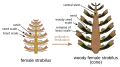 Anatomy of a Scots pine (Pinus sylvestris) female strobilus.
