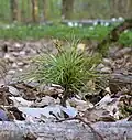 Sapling