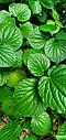 Foliage, Guam