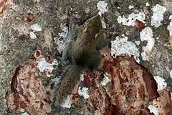 Brown squirrel
