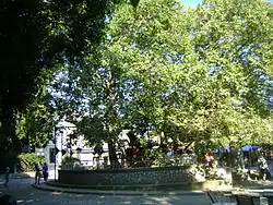 Tree of Hippocrates