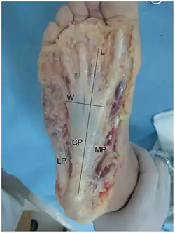 dissection photo