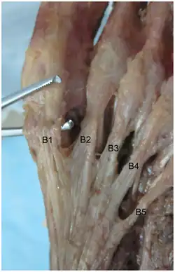 dissection photo