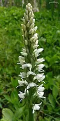 Inflorescence, British Columbia