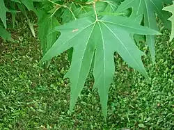Foliage
