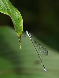 male