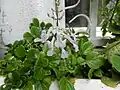 Flowers and leaves