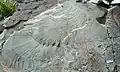 Detail of plumose fracture.