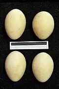 Eggs from the collection of the Museum Wiesbaden, Germany