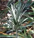 foliage close-up