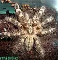 Poecilotheria subfusca.