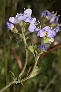 The inflorescence consists of 3—7 (exceptionally 9), 5–15&nbsp;mm flowers.