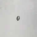Pollen
