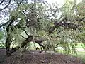 Polylepis australis