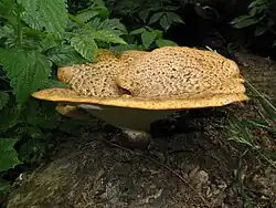 Growing on ground