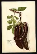 St John's bread (Ceratonia siliqua L.), with specimen originating in Miami, Florida.