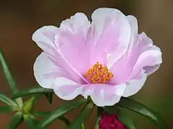 Bicoloured