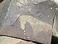Possible Quagga carving