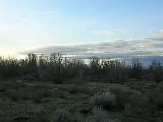 Trees