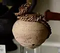 Pottery jar, drab ware. The original loop slip is still present. Ptolemaic period. From Tarkhan, Egypt. Petrie Museum, London