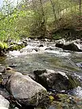 Source River Tresnjice, mountain Povlen